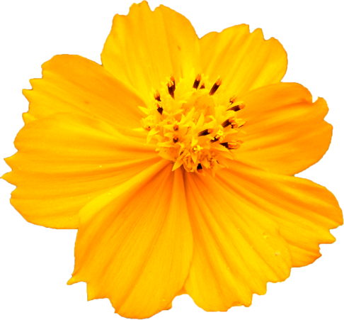 キバナコスモスの花の切抜き画像5