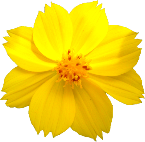 キバナコスモスの花の切抜き画像6