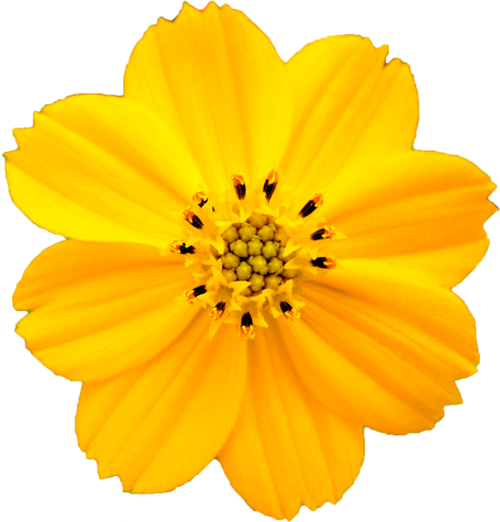 キバナコスモスの花の切抜き画像7