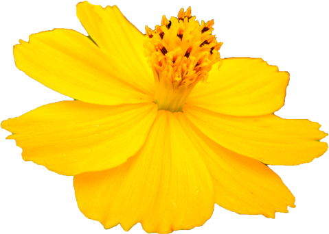 キバナコスモスの花の切抜き画像8