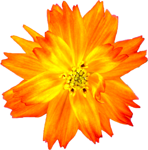 キバナコスモスの花の切抜き画像9