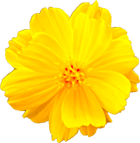 キバナコスモスの花の切抜き画像10