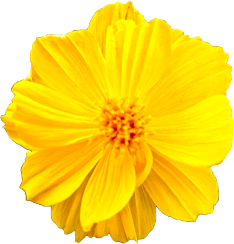 キバナコスモスの花の切抜き（２）画像1