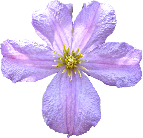 クレマチスの花の切抜き画像1
