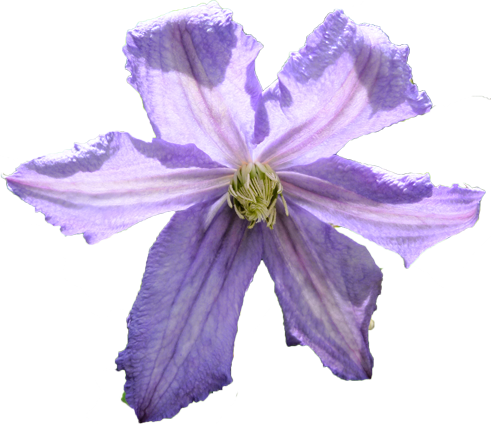 クレマチスの花の切抜き画像2