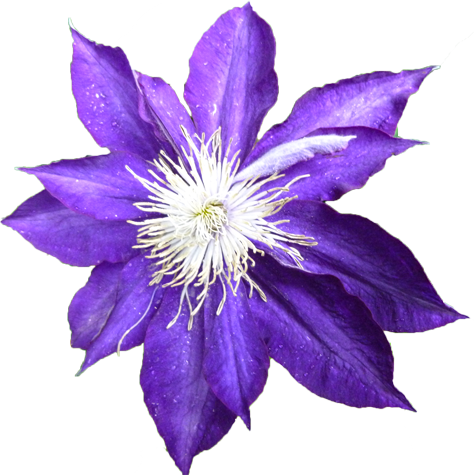 クレマチスの花の切抜き画像3