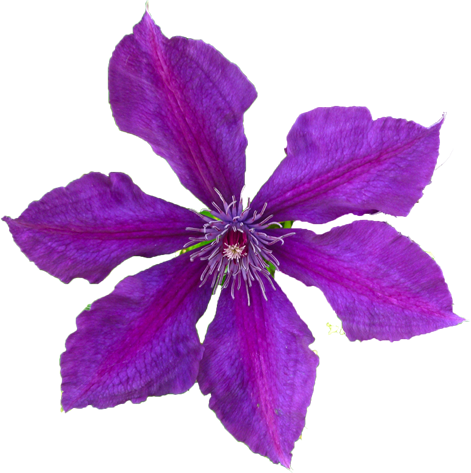 クレマチスの花の切抜き画像4