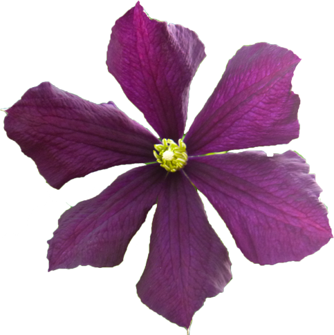 クレマチスの花の切抜き画像5