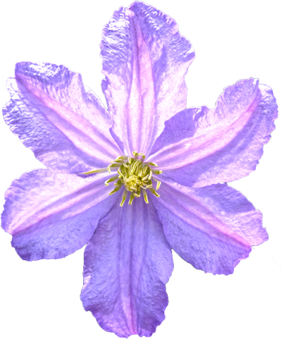 クレマチスの花の切抜き画像6