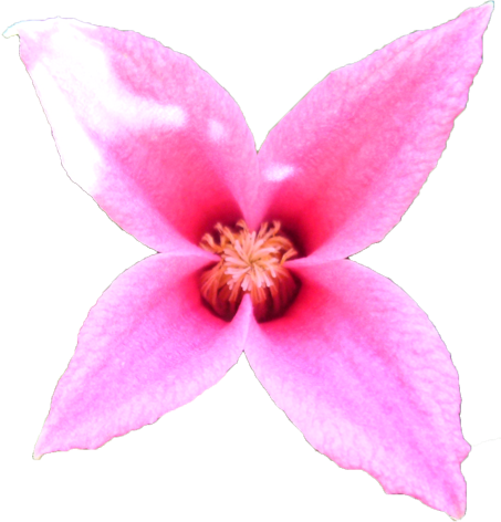 クレマチスの花の切抜き画像8