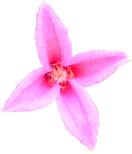 クレマチスの花の切抜き画像9