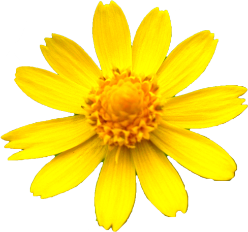 メランポジウムの花の切抜き画像6