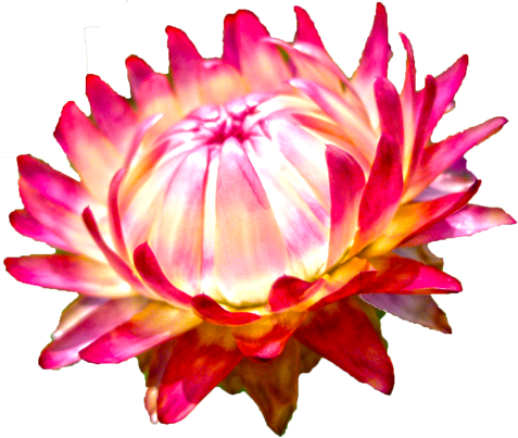 ムギワラギクの花の切抜き（ピンク）画像1