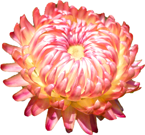 ムギワラギクの花の切抜き（ピンク）画像2