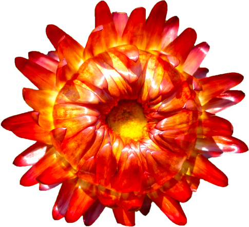 ムギワラギクの花の切抜き（赤）画像1