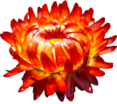 ムギワラギクの花の切抜き（赤）画像4