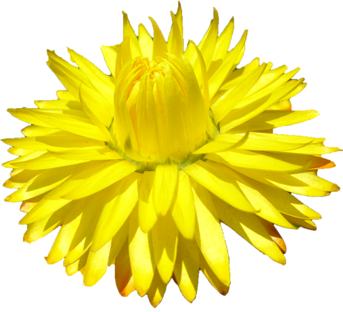 ムギワラギクの花の切抜き（黄）画像1