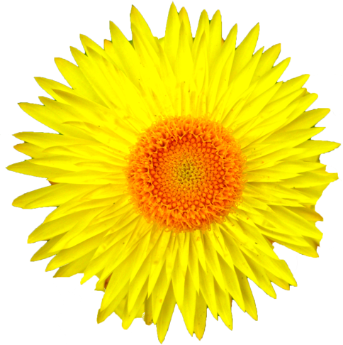 ムギワラギクの花の切抜き（黄）画像2