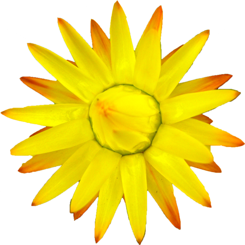 ムギワラギクの花の切抜き（黄）画像3