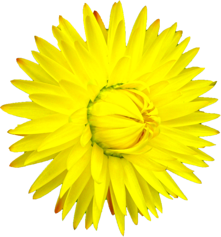 ムギワラギクの花の切抜き（黄）画像4