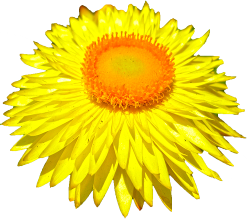 ムギワラギクの花の切抜き（黄）画像5