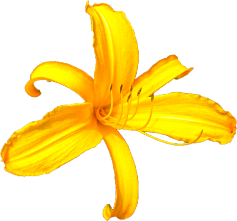 ニッコウキスゲの花の切抜き画像1