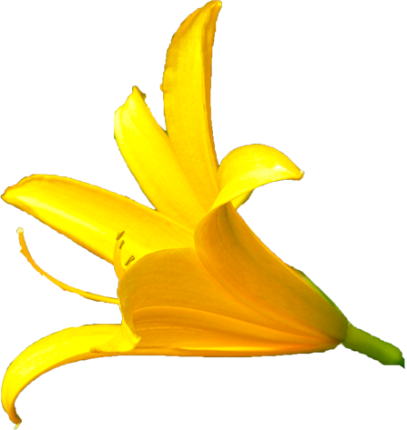 ニッコウキスゲの花の切抜き画像2