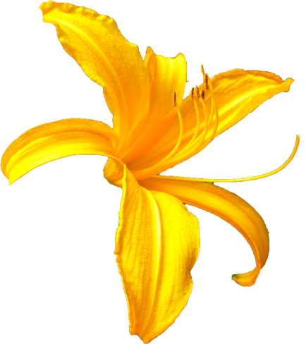 ニッコウキスゲの花の切抜き画像3