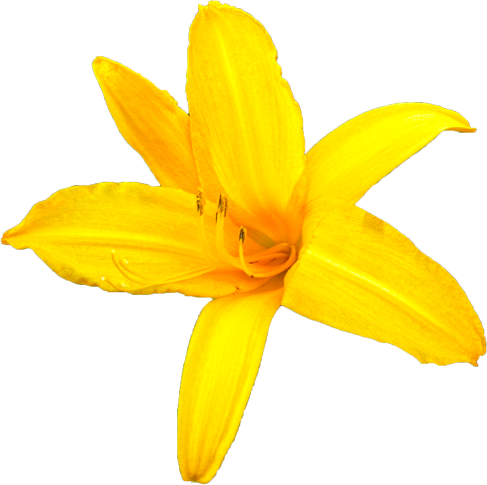 ニッコウキスゲの花の切抜き画像4