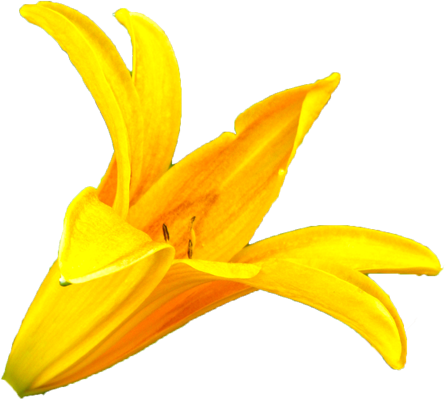 ニッコウキスゲの花の切抜き画像5