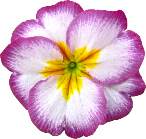 プリムラの花の切抜き画像1