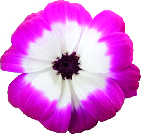 プリムラの花の切抜き画像2