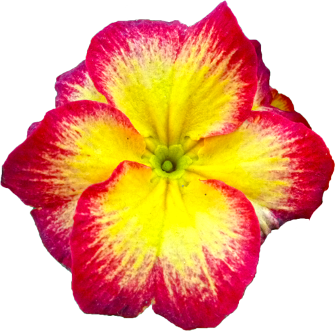 プリムラの花の切抜き画像4