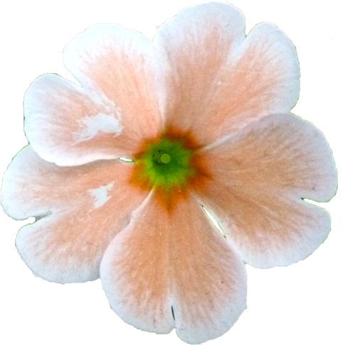 プリムラの花の切抜き画像5