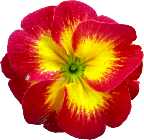 ラナンキュラスの花の切抜き（混色）画像1