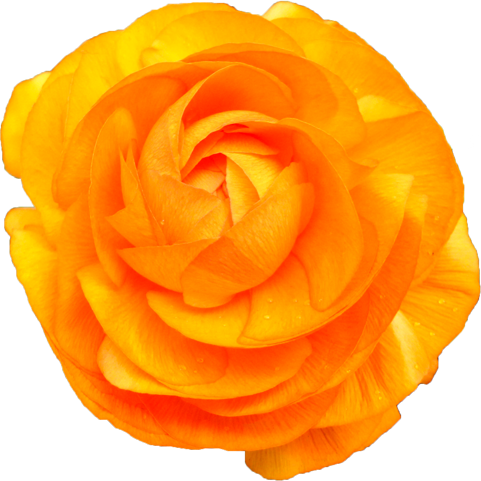 ラナンキュラスの花の切抜き（オレンジ）画像1