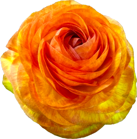 ラナンキュラスの花の切抜き（オレンジ）画像2