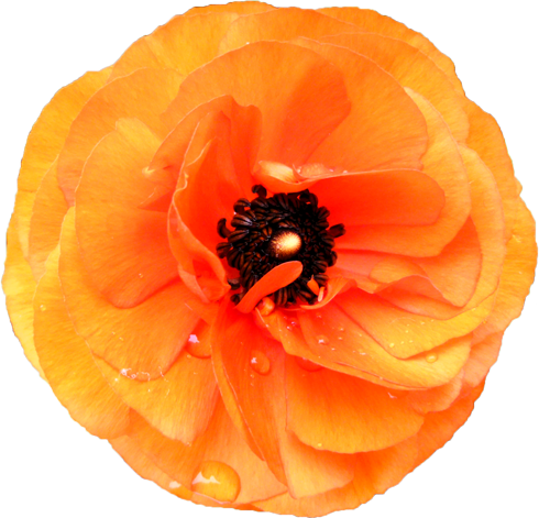 ラナンキュラスの花の切抜き（オレンジ）画像3