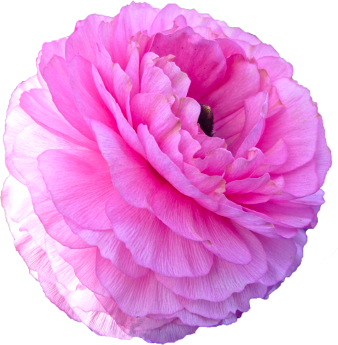 ラナンキュラスの花の切抜き（ピンク）画像1