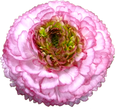 ラナンキュラスの花の切抜き（ピンク）画像2