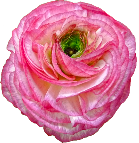 ラナンキュラスの花の切抜き（ピンク）画像3