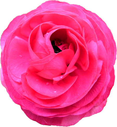 ラナンキュラスの花の切抜き（ピンク）画像5