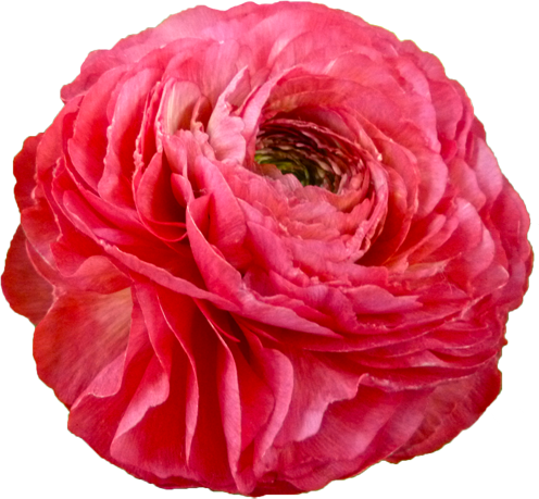 ラナンキュラスの花の切抜き（ピンク）画像6