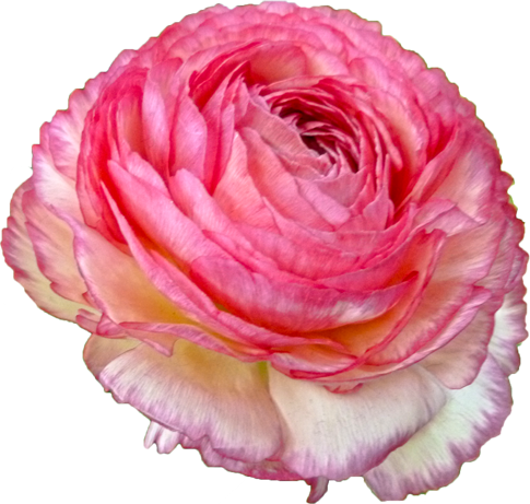 ラナンキュラスの花の切抜き（ピンク）画像7