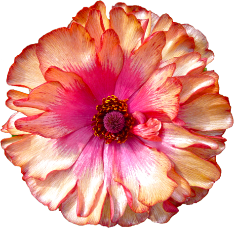 ラナンキュラスの花の切抜き（ピンク）画像8