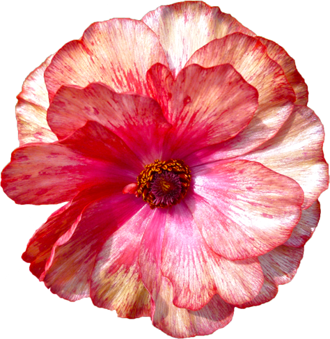 ラナンキュラスの花の切抜き（ピンク）画像9