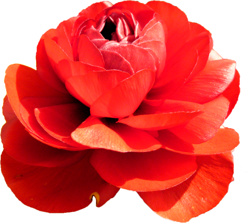 ラナンキュラスの花の切抜き（赤）画像1