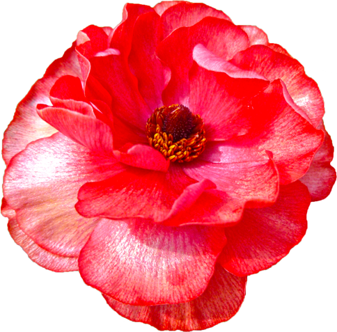 ラナンキュラスの花の切抜き（赤）画像5