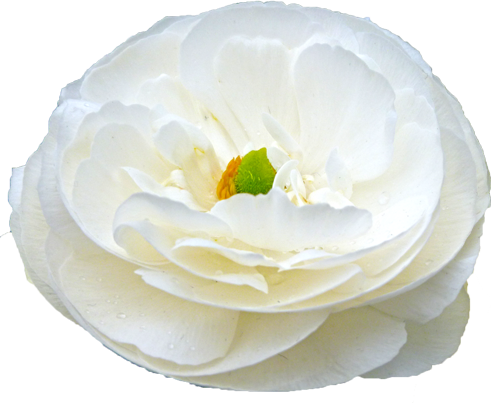 ラナンキュラスの花の切抜き（白）画像2