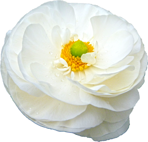 ラナンキュラスの花の切抜き（白）画像3
